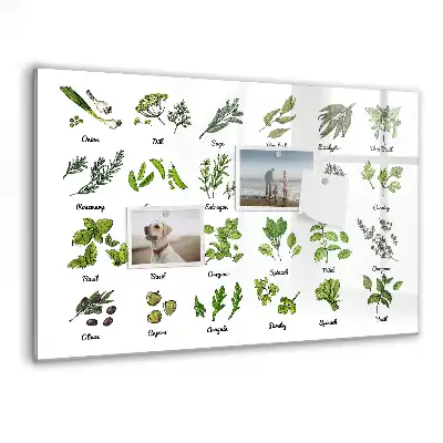 Magnetická kreslicí tabule Atlas stromů