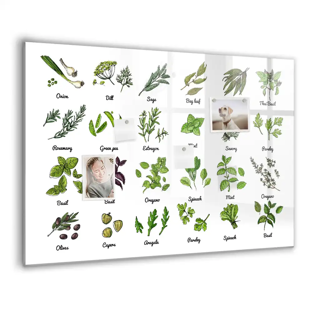 Magnetická kreslicí tabule Atlas stromů