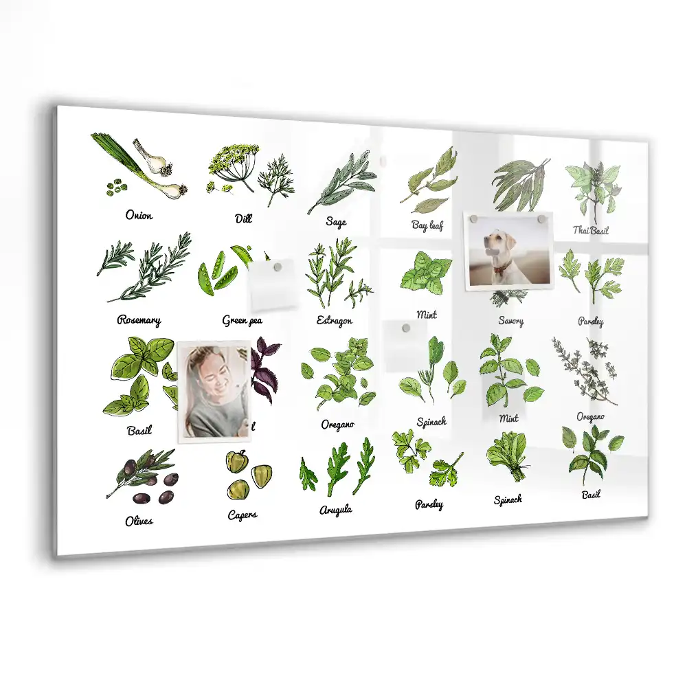 Magnetická kreslicí tabule Atlas stromů